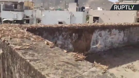 Najgorsza od 27 lat plaga szarańczy w Indiach. 50 tys. hektarów plonów rolnych zostało zniszczonych