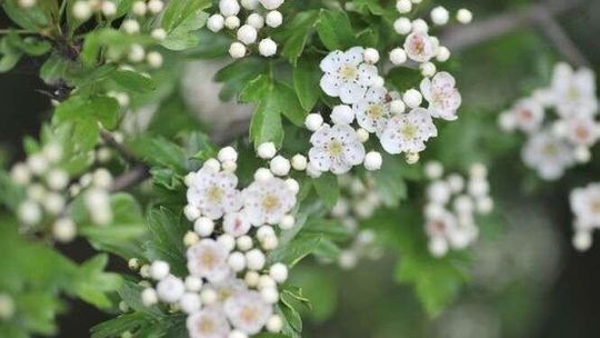 Najlepsze majowe nalewki. Jak je zrobić?