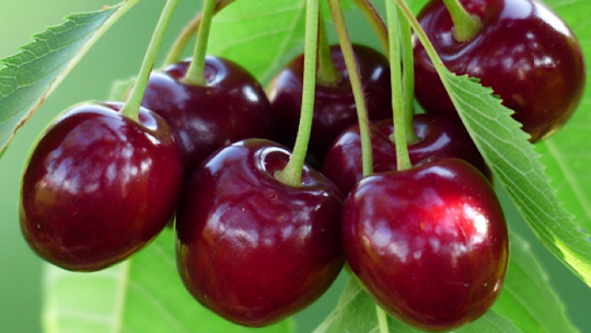 Najlepsze odmiany czereśni i ich uprawy