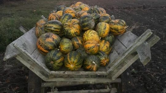 Najpierw truskawki, potem maliny, a teraz agrozłodzieje mają nowy cel