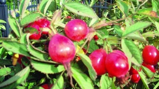 Najpopularniejsze nowe gatunki roślin sadowniczych