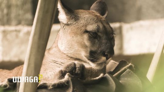 Najsłynniejsza puma w kraju zostaje w zoo. Były właściciel Nubii walczy dalej