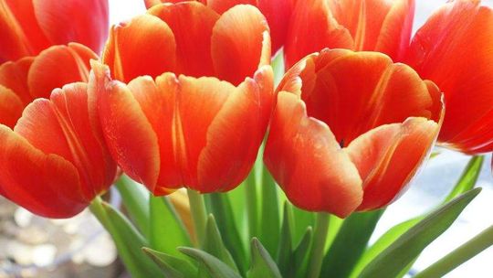 Najstarsza w Polsce Walentyna ma 104 lata