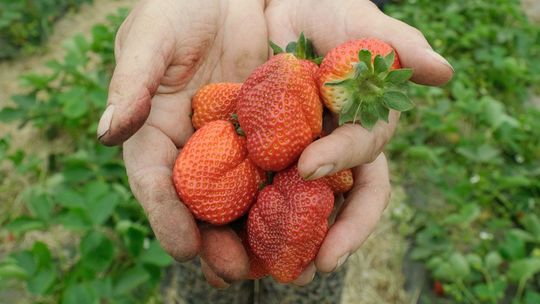 Najszczersza Polska jest między owocami. "Ten Trzaskowski. Wszystko sprzedał Niemcom"
