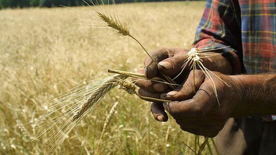 Najważniejsze wydarzenia w polskim rolnictwie w 2011