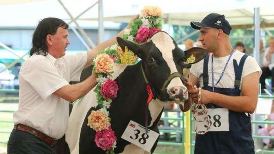 Najwspanialsze krowy, konie, owce i świnie na wystawie w Sitnie (zdjęcia)