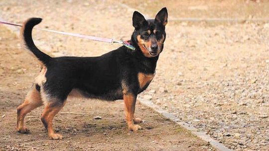 Nałęczów: Idź na piknik, wróć z psem