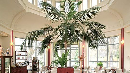 Nałęczów. Pijalnia z palmami i czekoladą do wynajęcia