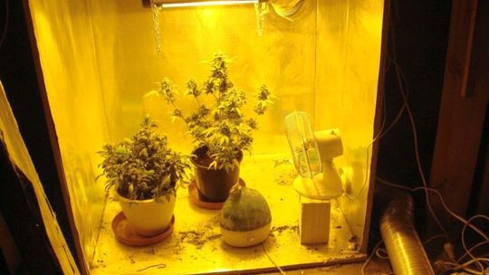 Nalot na domową plantację marihuany (zdjęcia, wideo)