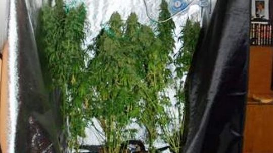 Nalot policji: Konopie indyjskie  w centrum i na Czubach