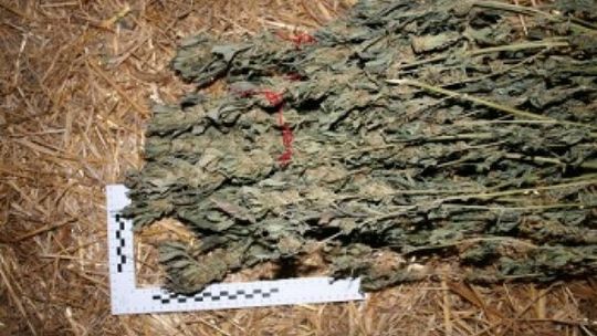 Naloty na marihuanę pod Puławami i w Chrzanowie