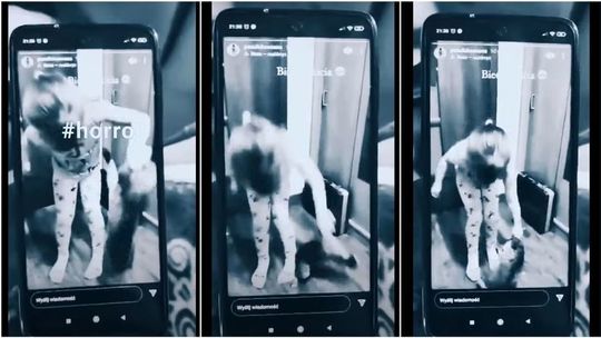 Namówiła kilkuletnią kuzynkę, by tłukła kotem o podłogę