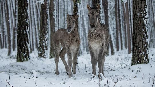Narodziny w środku lasu. Stado koników w RPN się powiększa