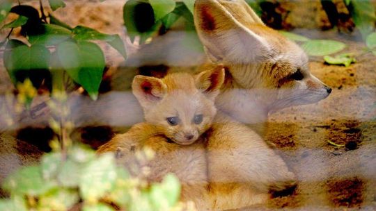 Narodziny w zamojskim zoo: Fenek, surykatki i bardzo rzadki makak (zdjęcia)