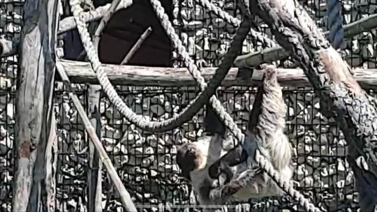 Narodziny w ZOO. Pierwszy spacer na brzuchu mamy zaliczony Narodziny w ZOO. Pierwszy spacer na brzuchu mamy zaliczony