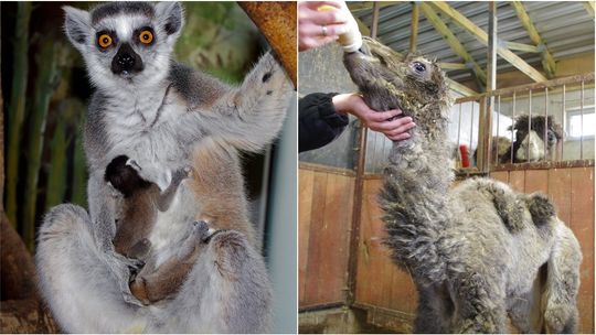 Narodziny w ZOO w Zamościu. Wielbłądziczka i lemury [zdjęcia]