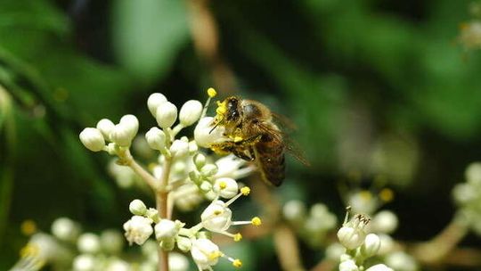 Narysuj pszczołę i wygraj konkurs
