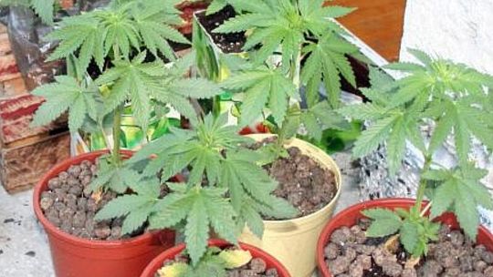 Nastolatek spod Chełma uprawiał w swoim pokoju konopie