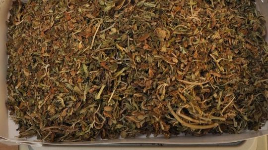 Nastolatek z marihuaną. Miał ponad 80 gramów narkotyków