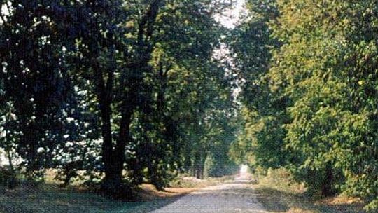 Nasutów i największy pomnik przyrody na Lubelszczyźnie