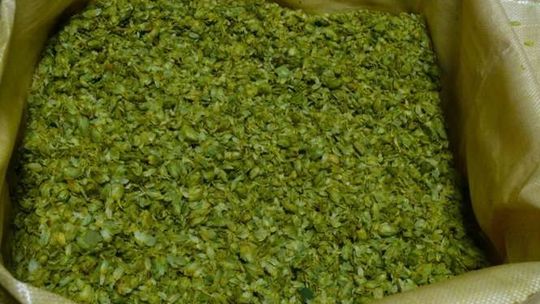 Nasz chmiel poleciał do Japonii. Browar Pinta uwarzy tam piwo