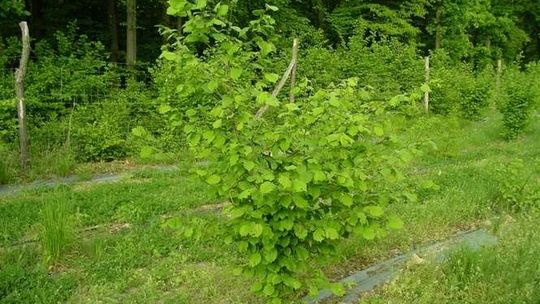 Nasze pierwsze truflobranie. Na lubelskie trufle trzeba było czekać ponad 7 lat