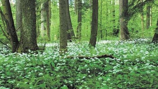 Natura 2000 w woj. lubelskim. Nowe plany zadań ochronnych [lista terenów]