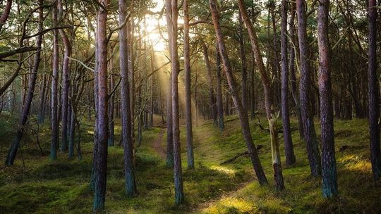 Nauka idzie w las. Lesnicy zapraszają nauczycieli na warsztaty 