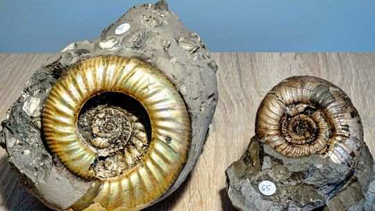 Naukowcy chcą odkupić kolekcję łukowskich amonitów. "Są unikalne w skali światowej"