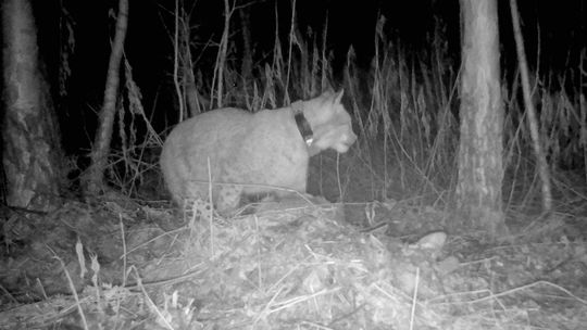 Naukowcy śledzą losy uratowanego rysia Horaja z Roztocza. Świetnie radzi sobie na wolności