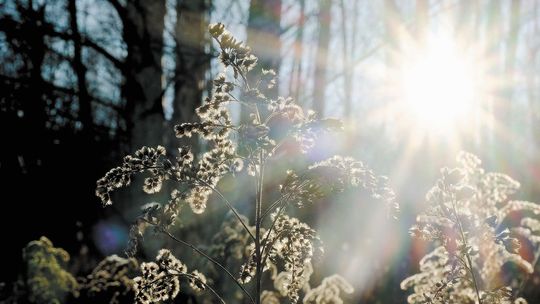 Naukowcy stają w obronie lasów Puszczy Karpackiej