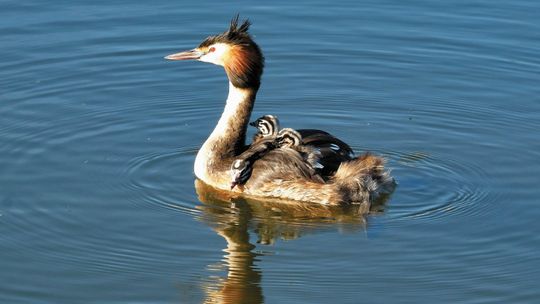 Naukowcy z UMCS przyglądali się ptakom 