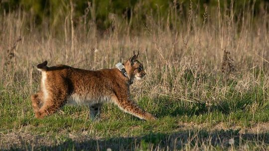 Naukowcy zmieniają zdanie o rysiach. To nie są książęta puszcz
