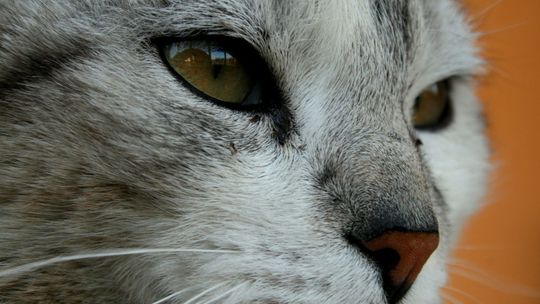 Naukowe badania nad pomorem kotów.  Szukają przyczyn śmiertelnej choroby