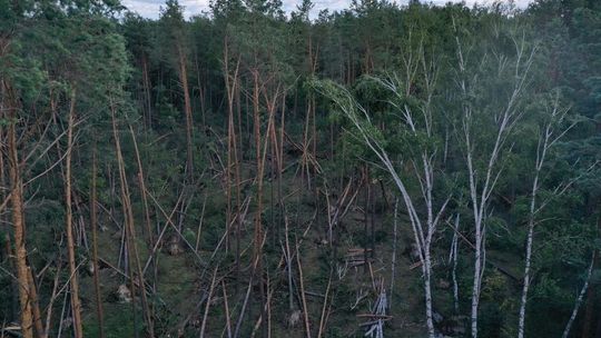 Nawałnica powaliła mnóstwo drzew. Leśnicy musieli użyć dronów 