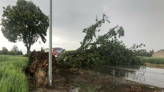 Nawałnice w Lubelskiem. Po burzach powalone drzewa, zablokowana droga [zdjęcia]