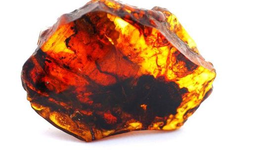 Nawet 10 tys. ton bursztynu w okolicach Parczewa