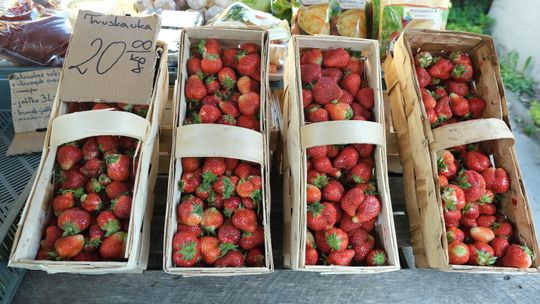 Nawet 300 zł za dzień na plantacji truskawek. Chętnych brak