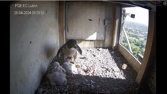 Nawet 50 tys. zł za wskazanie sprawcy otrucia