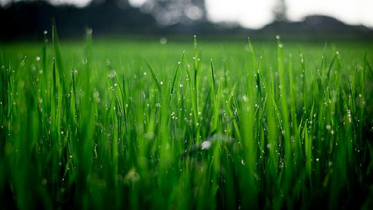 Nawożenie trawnika- o czym warto pamiętać?