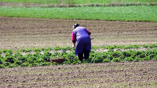 Nawozy podrożały aż pięciokrotnie. Ceny żywności mogą nas niemiło zaskoczyć