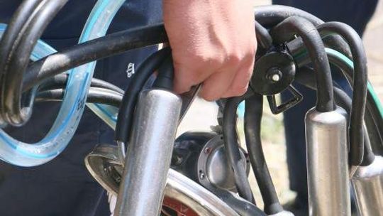 Nie będzie kar za nadprodukcję mleka?