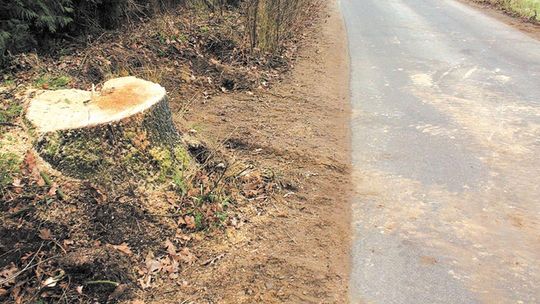 Nie będzie kary za wycięte dęby. Gmina nie zapłaci 61 tys. zł