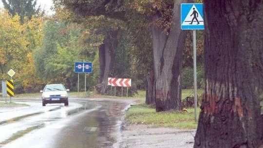 Nie będzie wielkiej wycinki drzew przy ul. Nałęczowskiej. Potrzebna im pielęgnacja