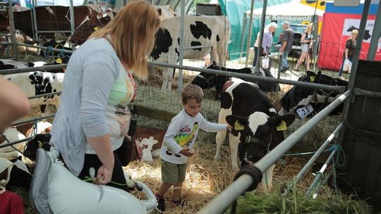 Nie będzie zwierząt w Sitnie. Największa w regionie wystawa rolnicza odwołana
