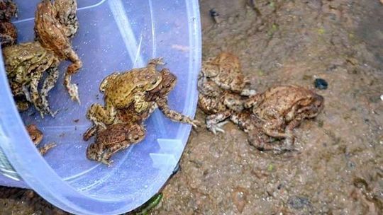 Nie bój żaby! Ratujemy płazy na ul. Janowskiej