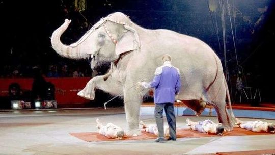 Nie chcą cyrku ze zwierzętami w Puławach. Zbierają podpisy