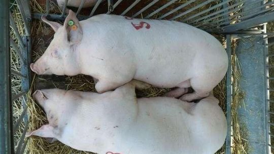 Nie chcą świń blisko domów. Zarzucają radnym brak chęci do dyskusji