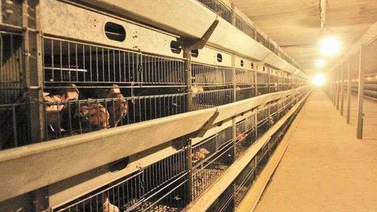 Nie chcą we wsi fermy drobiu. Protest mieszkańców