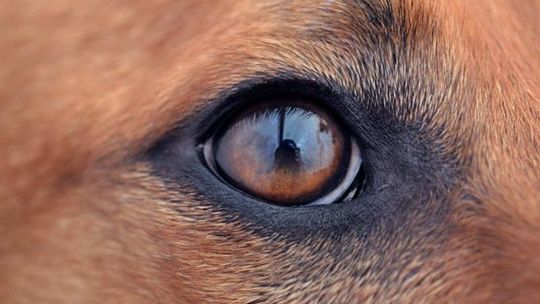 Nie dbał o psy, więc strażnicy je zabrali. Teraz chcą zakazu sądowego